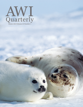 seals on ice