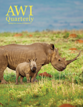 rhino and baby in field