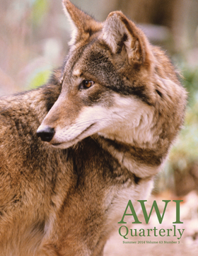 wolf turning looking behind him
