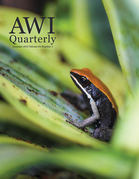 small tree frog looks out from a leaf