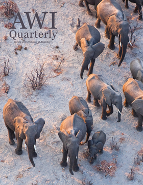 family of African elephants traverse desert landscape