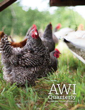 hens gather near feed on outdoor pasture