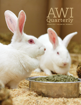 white rabbits eat at dish in lab environment