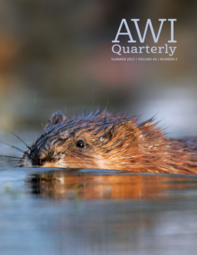 muskrat swims near surface