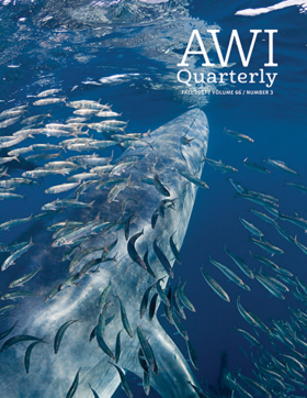 a bryde's whale surrounded by sardines underwater