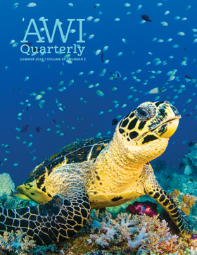a sea turtle sits atop a coral reef with many fish behind