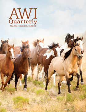 wild horses run through a pasture