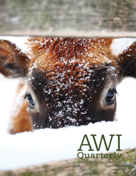 young cow in snow looking through fence