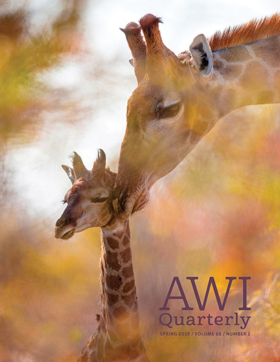 mother giraffe grooms her calf