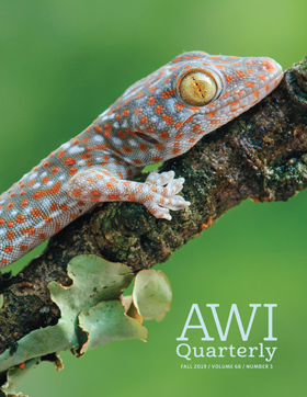 gecko sits on branch