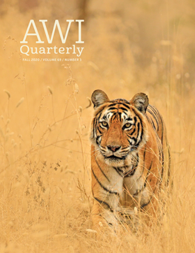 a tiger trots through dry brush