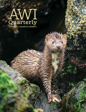 alert wild mink on wet forest rocks