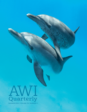 A pair of Atlantic spotted dolphins hone their synchronized swimming skills in the Bahamas.