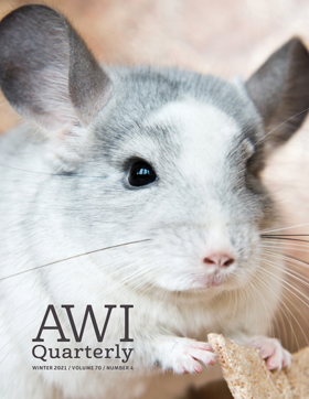 Chinchilla scratches at wood chip in terrarium