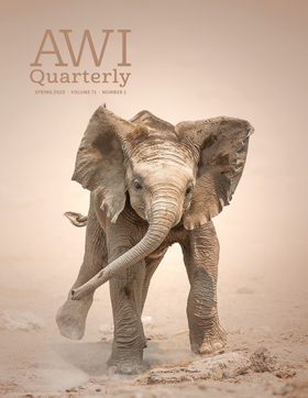 a playful young elephant stomping in Namibia