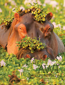 water hyacinths wreath a hippopotamus in Zimbabwe