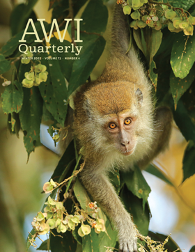 long-tailed macaque hangs out of tree