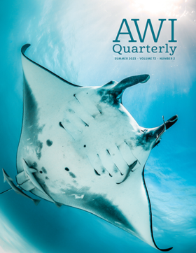a stingray swims across water