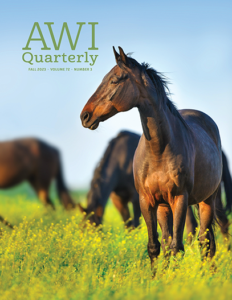 horses graze in open pasture
