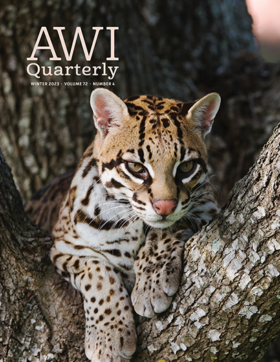 ocelot in a tree