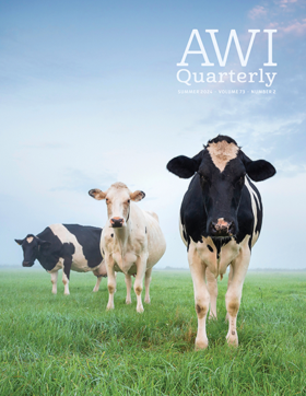 three cows stand in an open pasture