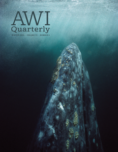 a gray whale rises from the depths