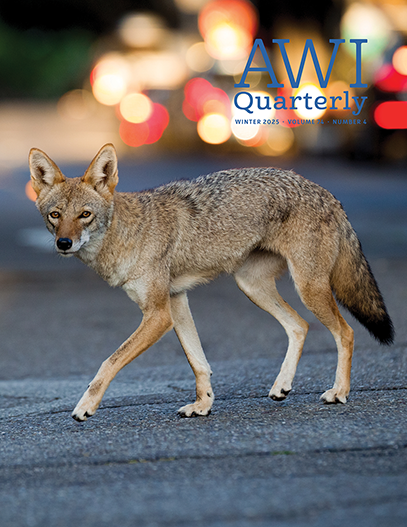 A coyote strolls across a San Francisco street.