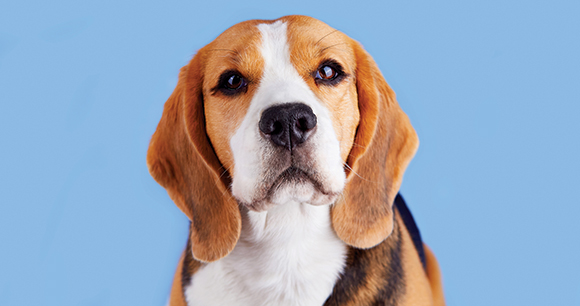 a portrait of a beagle dog against a soft blue background
