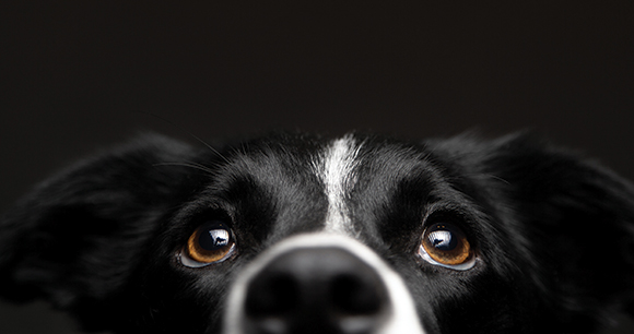 a portrait of a black and white border collie dog set amongst a black background