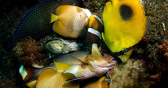 several tropical fish that are bycatch from blast fishing, a destructive fishing practice