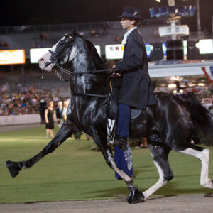 Gaited horse at a competition with soring boots on front feet