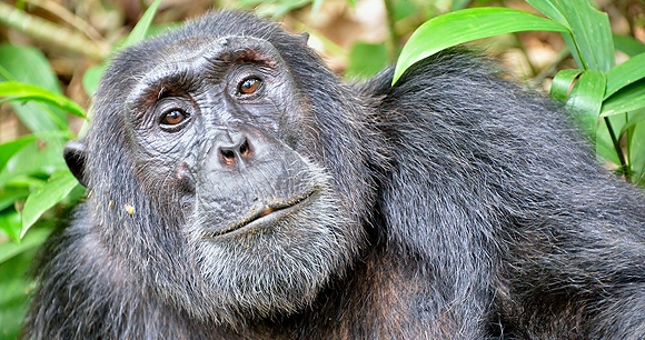 A close up of a chimp lounging in the rain forest