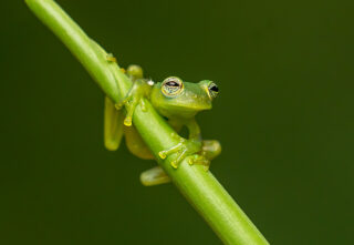 a green frog with large eyes sits on a plant