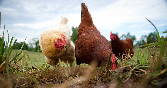 a trio of hens graze in a field