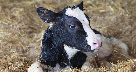 A just-born dairy calf, damp from birth, curled up in the hay.