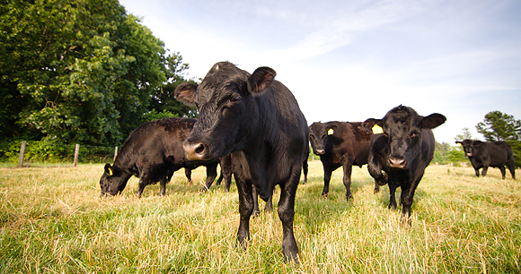 A group of black Angus cattle in a grassy field.