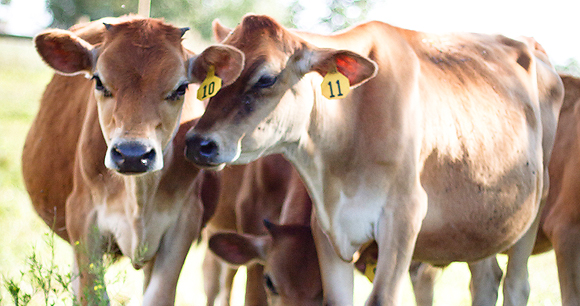 A group of dairy cows, with yellow identification ear tags, gather in a field