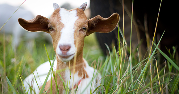 a domestic goat stands in a grassy field