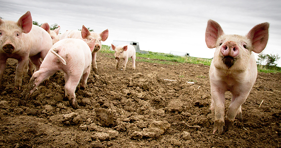 A group of domestic pigs on a farm, wallowing in mud.