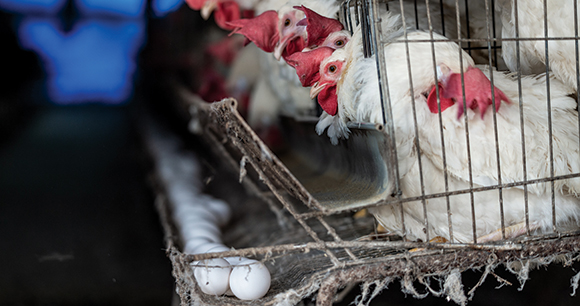 hens confined in a battery cage system