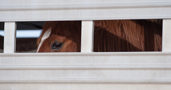 a close up of a horse in a transportation trailer
