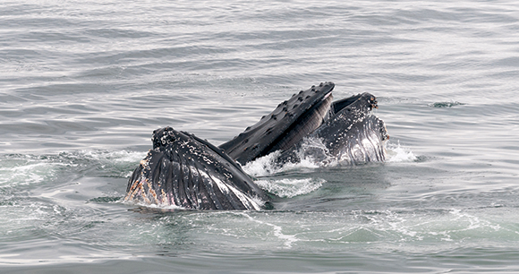 humpback whales on the ocean's surface