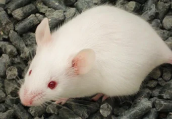 white rat sits on bed of rocks