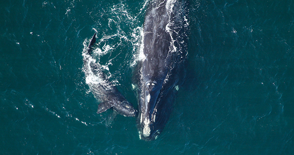 a North Atlantic right whale and her calf swim on the ocean's surface