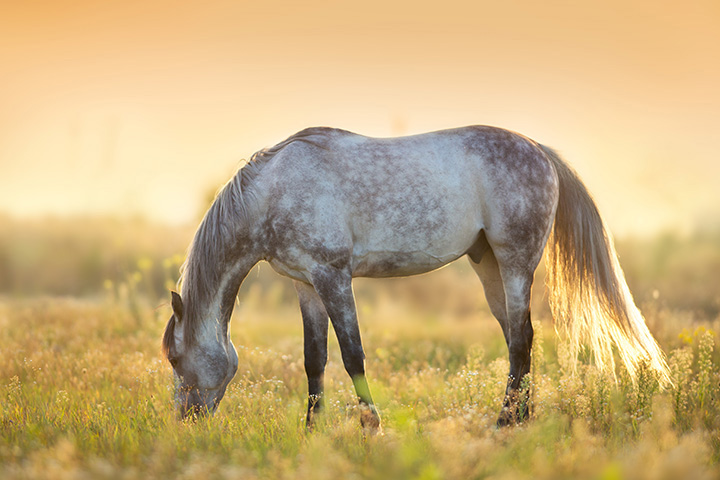 dapple gray horse grazing in field