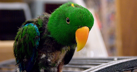 a colorful male Eclectus parrot