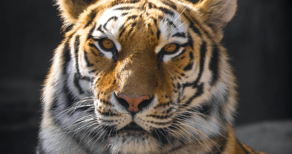 captive tiger looks forward