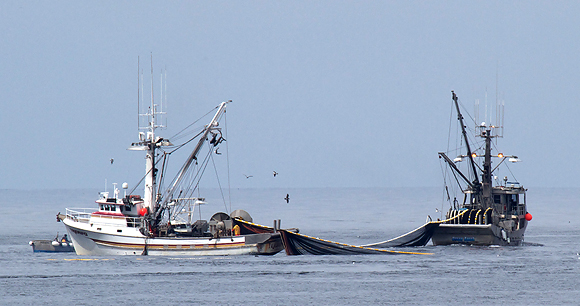 two fishing vessels engaged in the commercial fishing method of purse seining, in which a large wall of netting is deployed around an entire area or school of fish