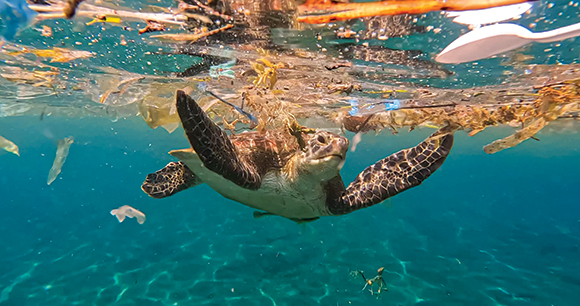 a sea turtle swims amongst plastic debris