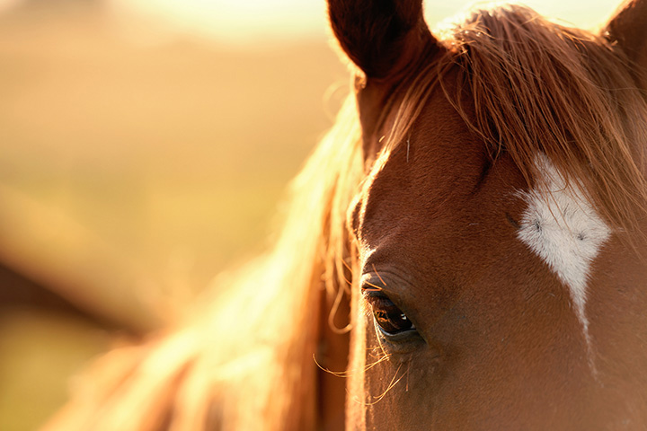 close up of chestnut horse's face